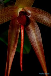 Bulbophyllum echinolabium