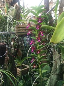 Trichoglottis atropurpurea