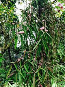 Trichoglottis latisepala