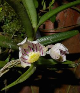 Trichoglottis pusilla