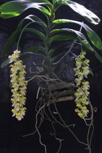 Aerides falcata
