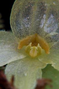 Brachionidium valerioi