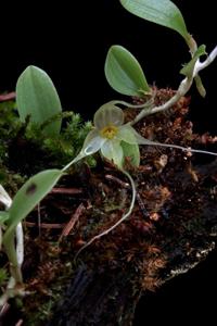 Brachionidium valerioi