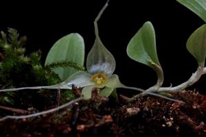 Brachionidium valerioi