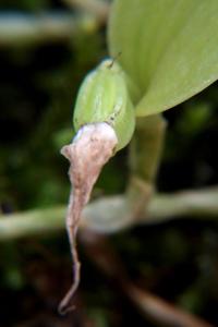 Brachionidium valerioi