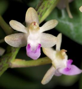 Cleisostoma arietinum