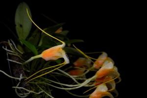 Masdevallia strobelii