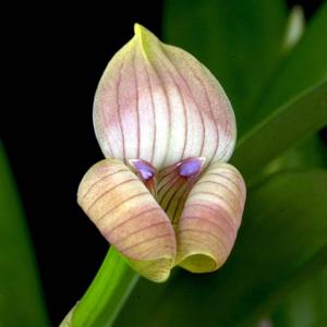 Maxillaria egertoniana