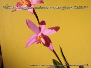 Cattleya caulescens