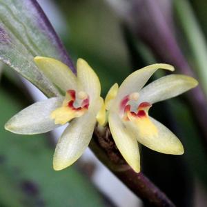 Octomeria grandiflora