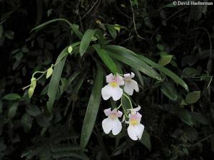 Miltoniopsis vexillaria
