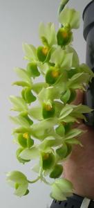 Catasetum cirrhaeoides