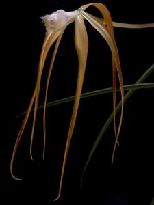 Brassavola appendiculata