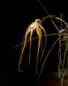 Brassavola appendiculata