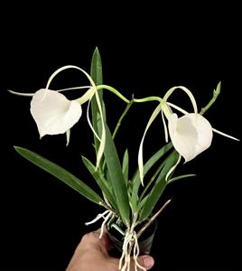Brassocattleya Crystelle Smith-Little Toshie