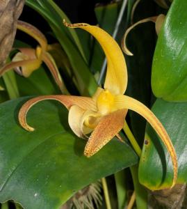 Bulbophyllum lobbii subsp. lobbii