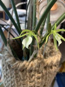 Brassavola subulifolia