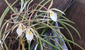Brassavola tuberculata