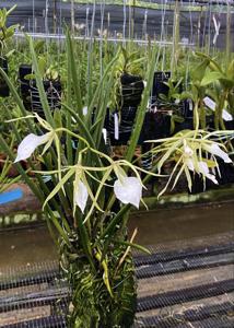 Brassavola venosa