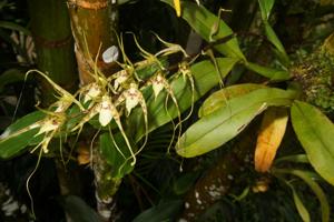 Brassia caudata