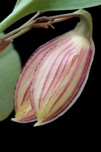 Zootrophion oblongifolium