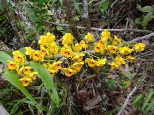 Dendrobium chrysanthum