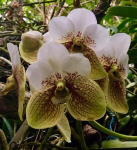 Vanda sanderiana var. albata