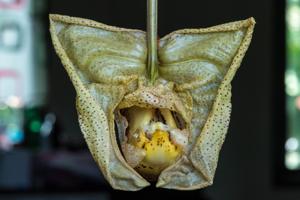 Coryanthes macrantha