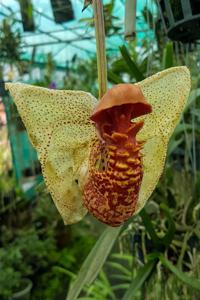Coryanthes macrantha