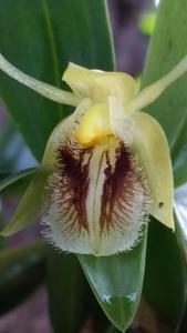Coelogyne fimbriata