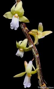 Dendrobium derryi