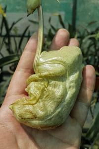 Coryanthes macrantha