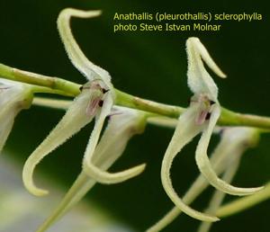 Stelis sclerophylla