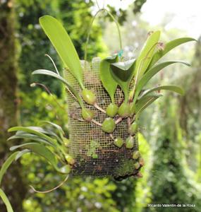 Bulbophyllum lepidum