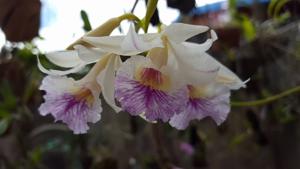 Broughtonia negrilensis