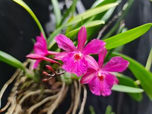 Broughtonia sanguinea