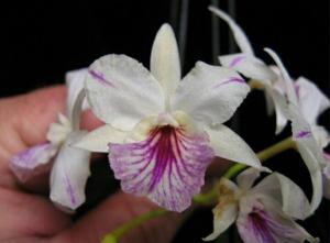 Broughtonia sanguinea