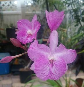 Broughtonia sanguinea