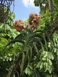 Vanda sanderiana
