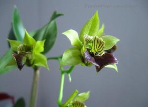 Dendrobium convolutum