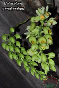 Catasetum complanatum
