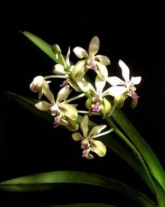 Vanda lamellata var. remediosae