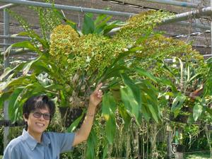 Grammatophyllum scriptum