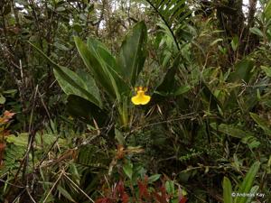 Otoglossum harlingii