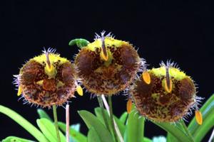 Diodonopsis erinacea
