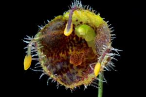 Diodonopsis erinacea