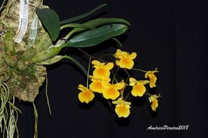 Dendrobium lindleyi