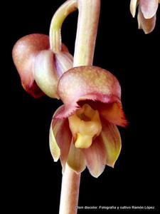 Catasetum discolor