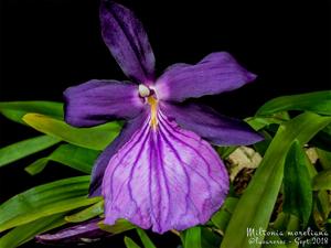 Miltonia moreliana