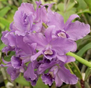 Guarianthe bowringiana